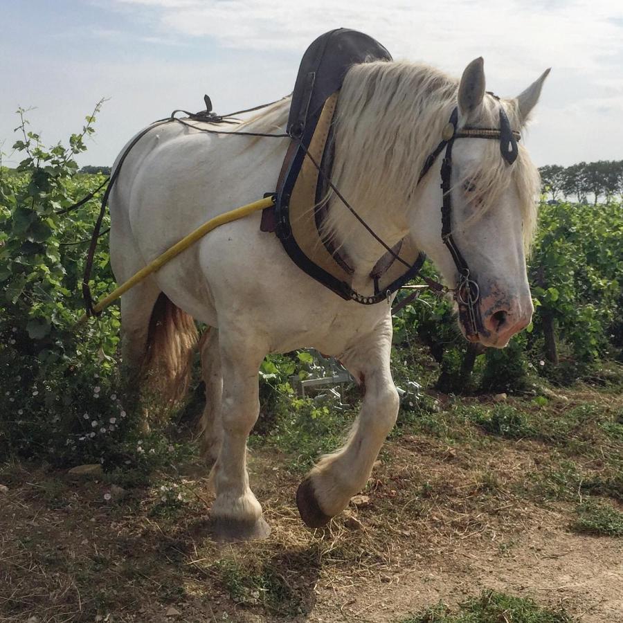 Vineyard Garden Studio Mont-Saint-Jean  Dış mekan fotoğraf